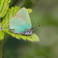 Green Hairstreak 4 